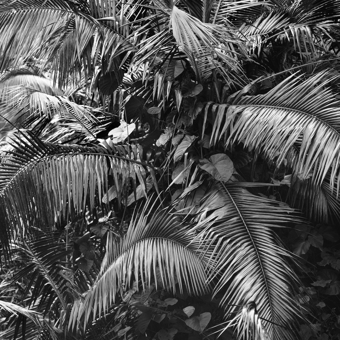 Daintree, Lights in the Forest 