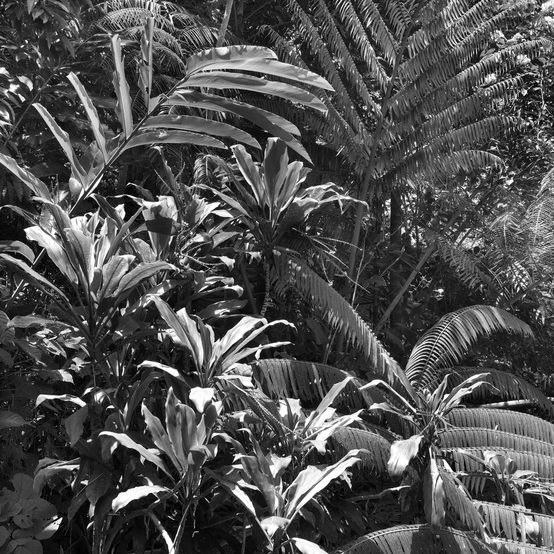 Daintree, Lights in the Forest 