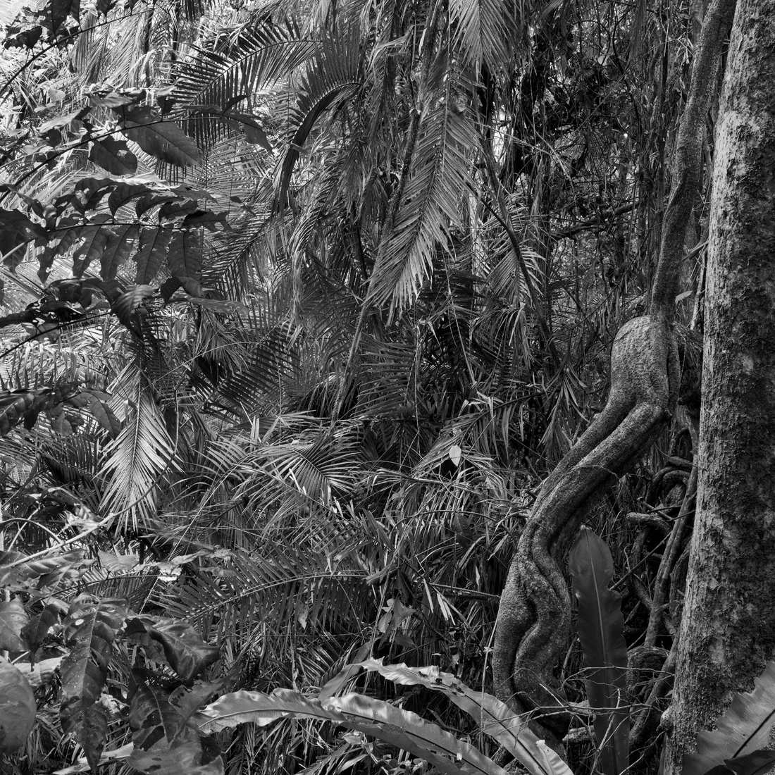 Daintree, Lights in the Forest 