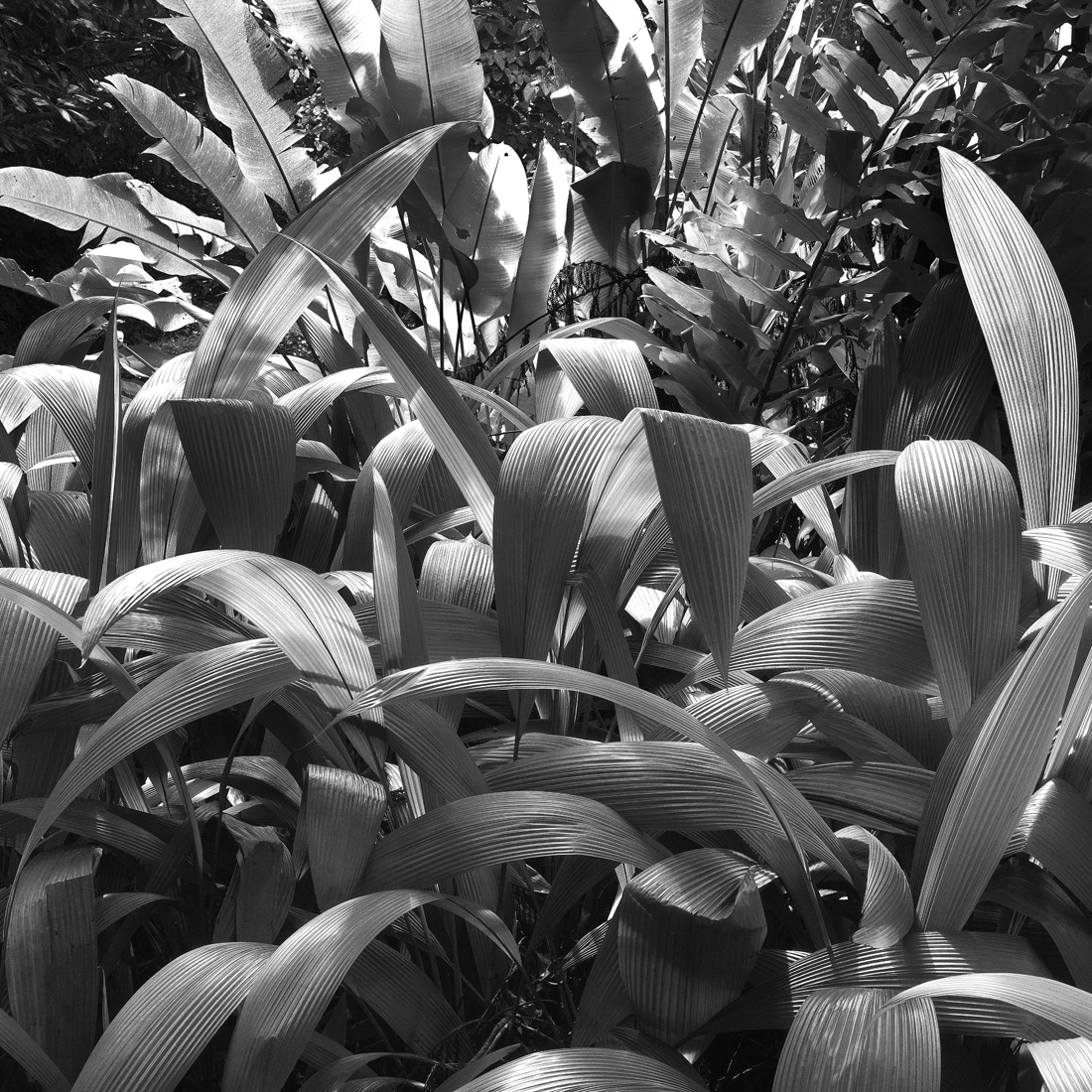 Daintree, Lights in the Forest 