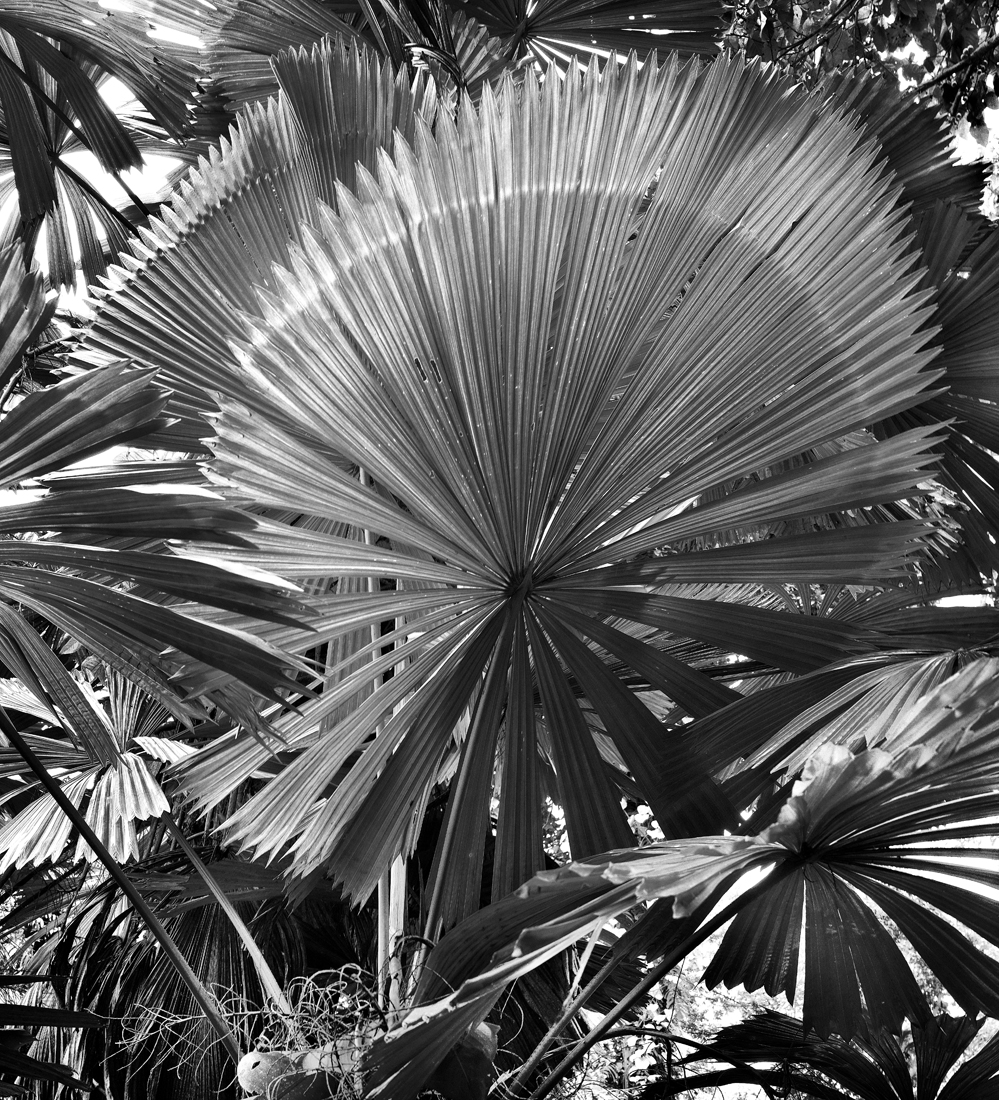 Daintree, Lights in the Forest 