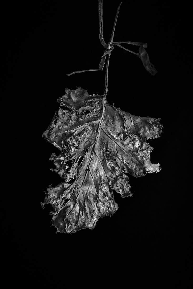 Still-Life Studies