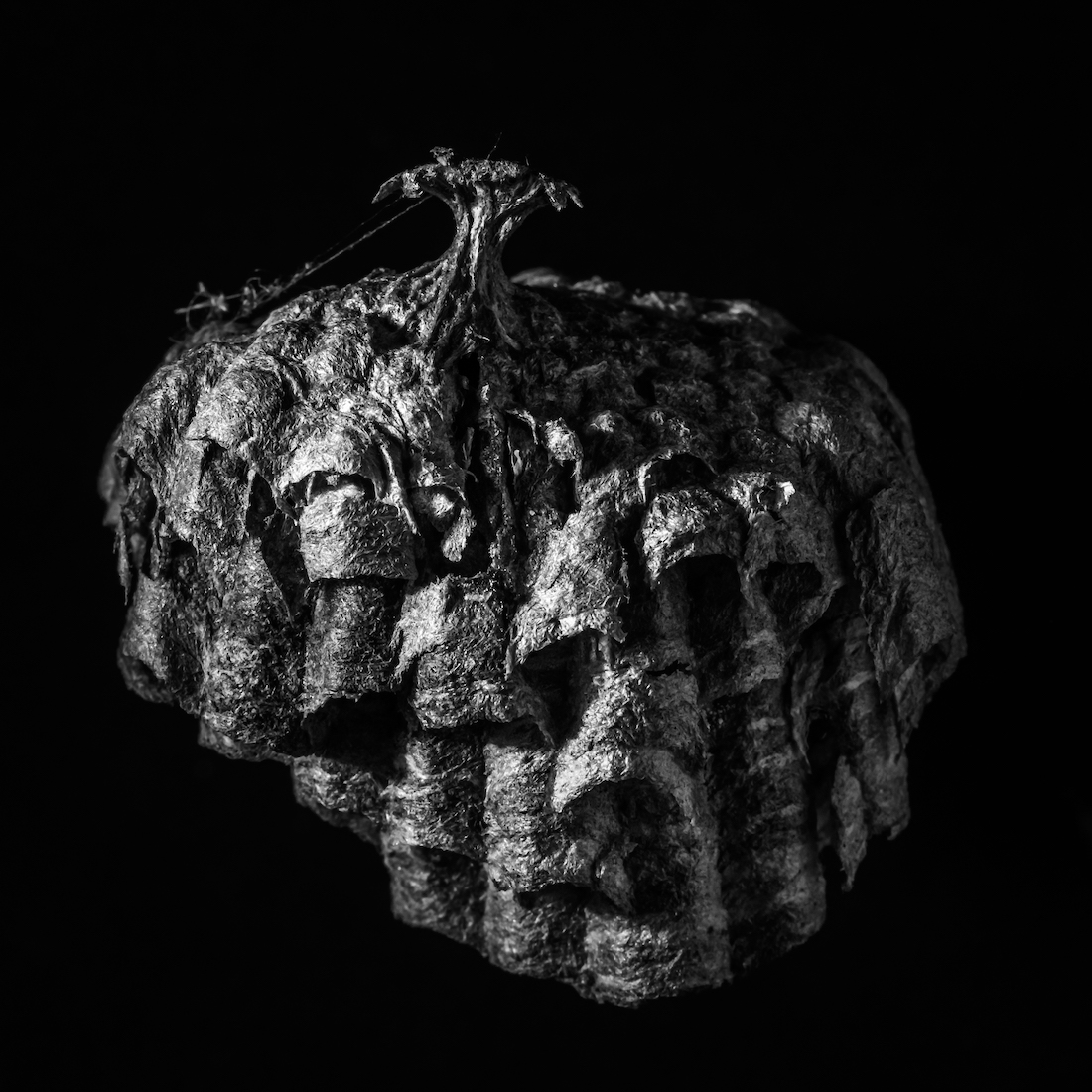 Still-Life Studies