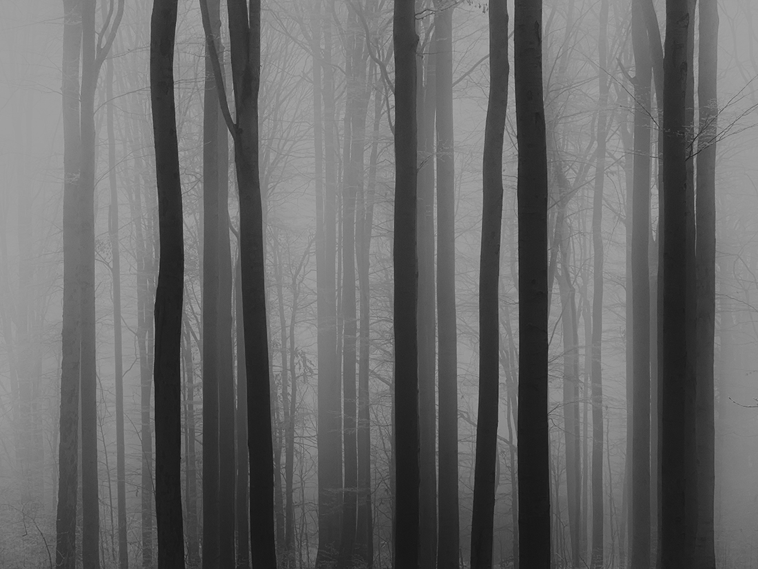 the fog