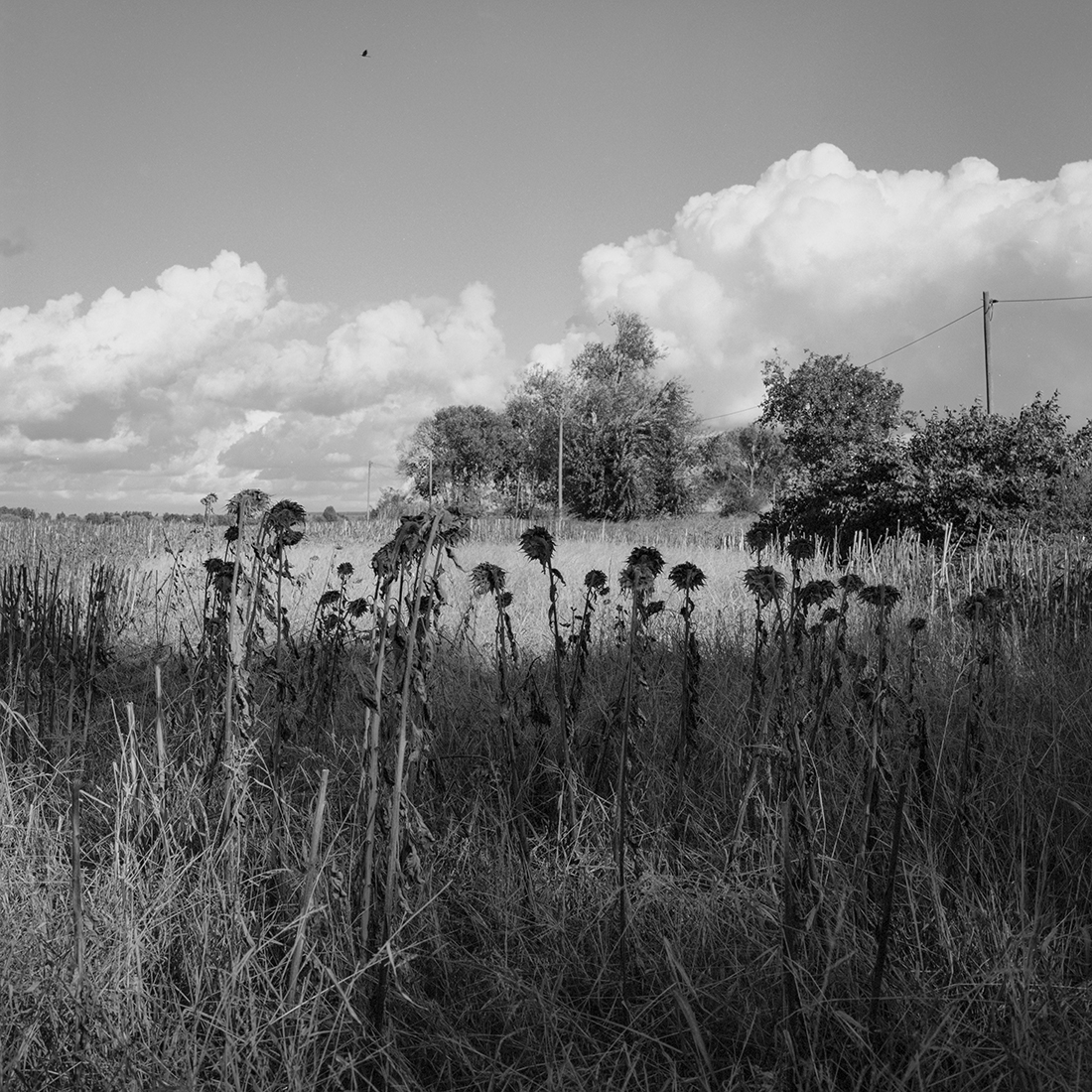 Homeland - Landscape of memories