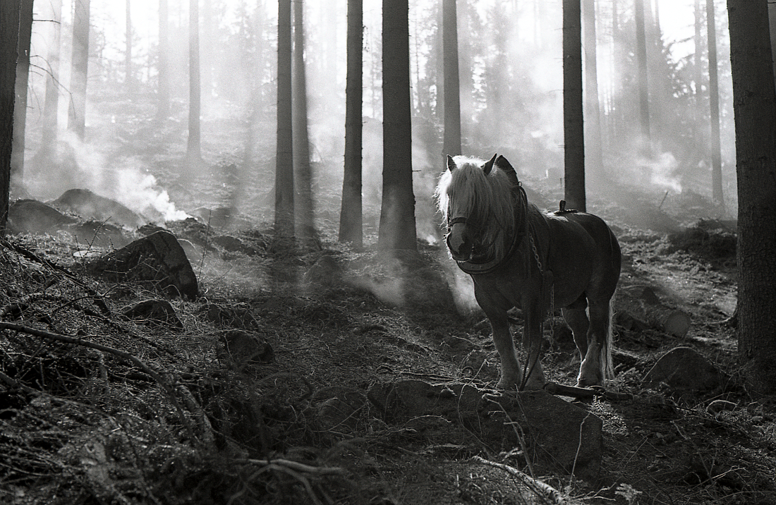 Horses in the forest