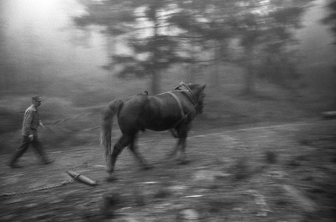 Horses in the forest