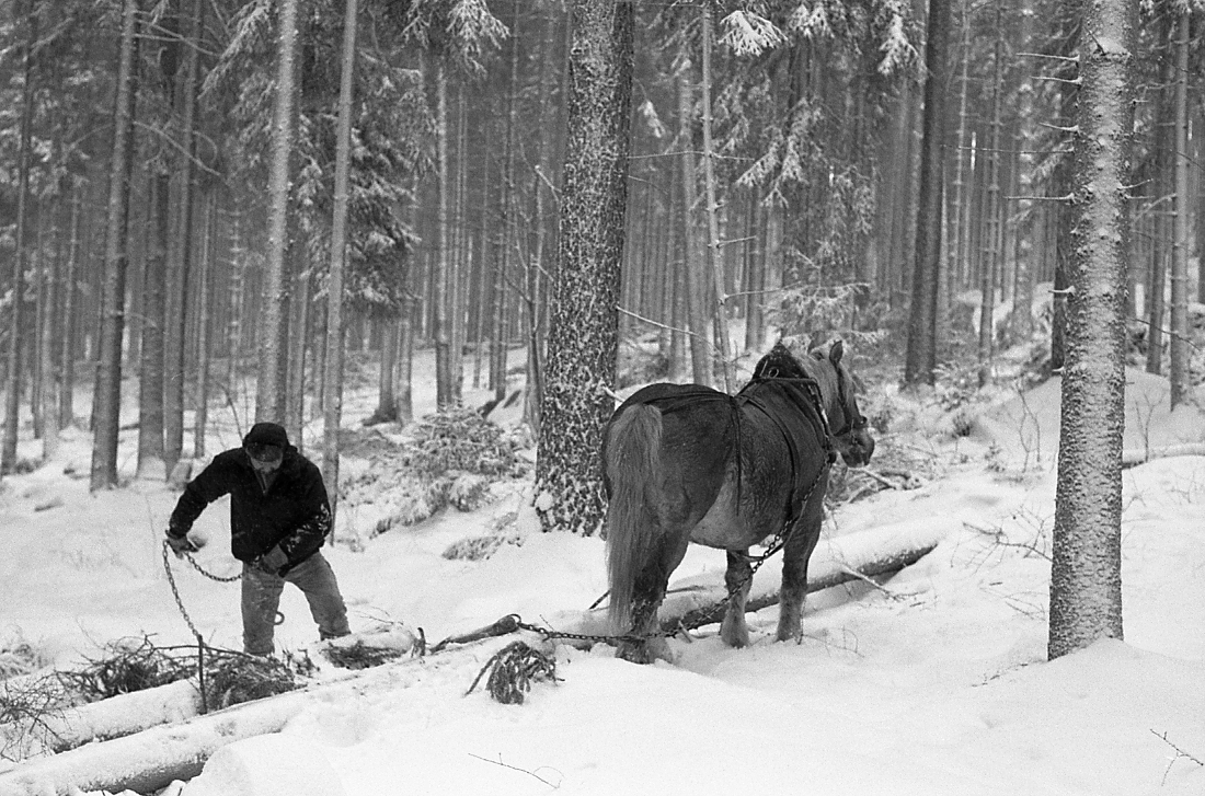 Horses in the forest