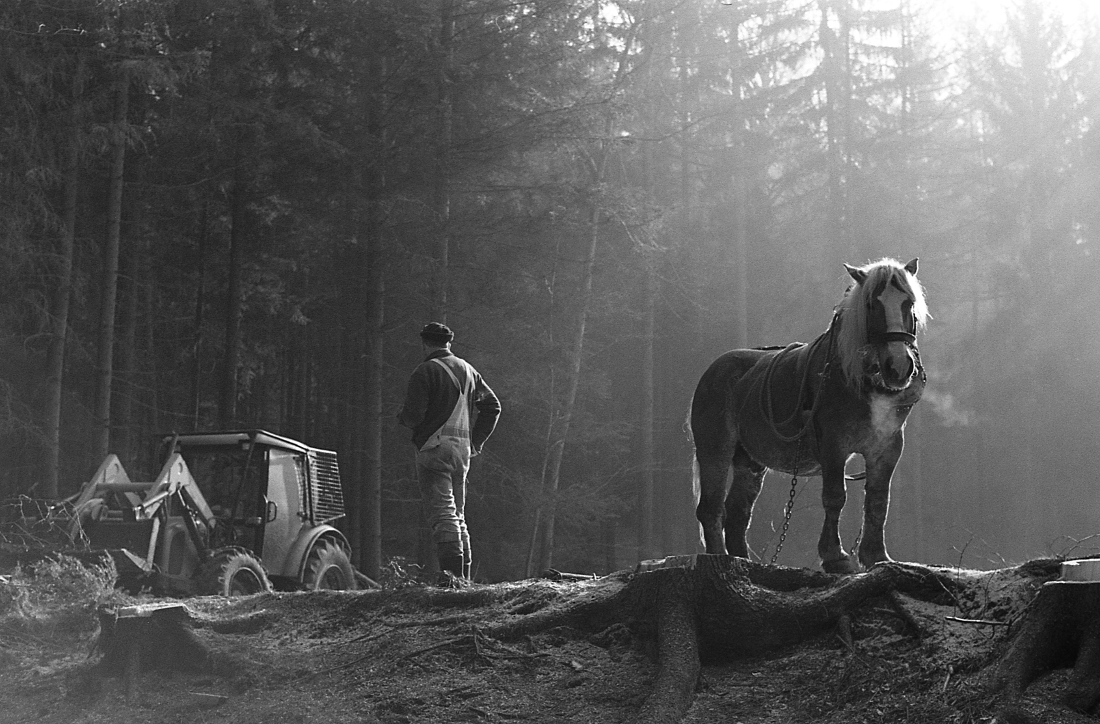 Horses in the forest