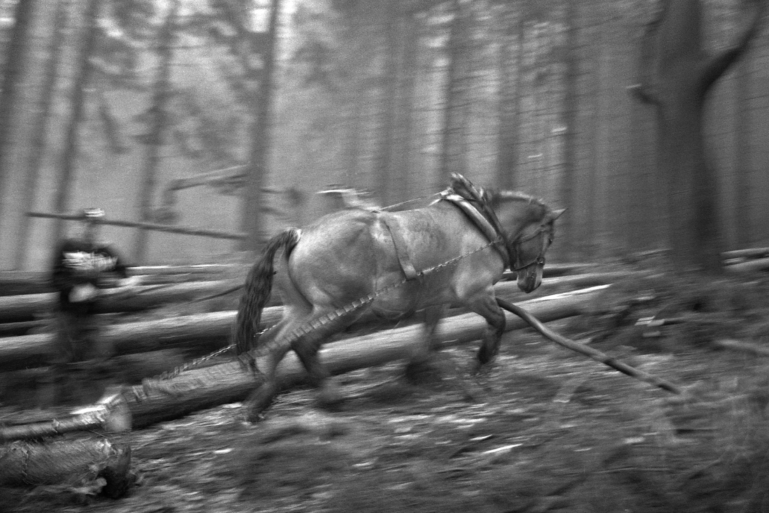 Horses in the forest