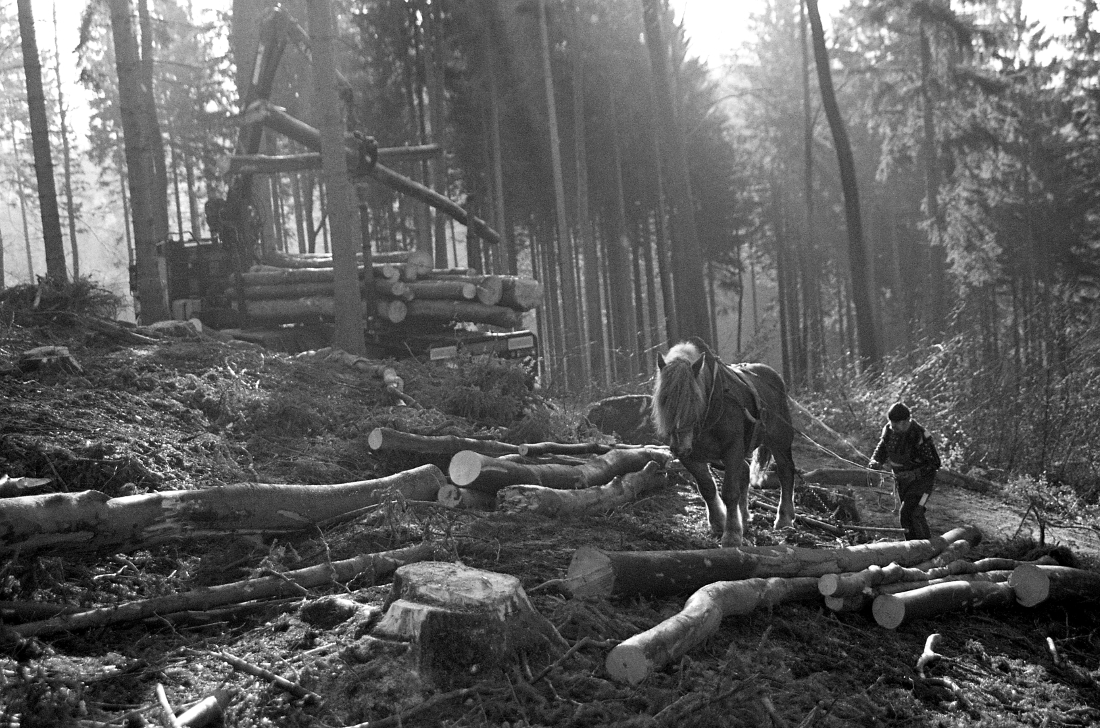 Horses in the forest