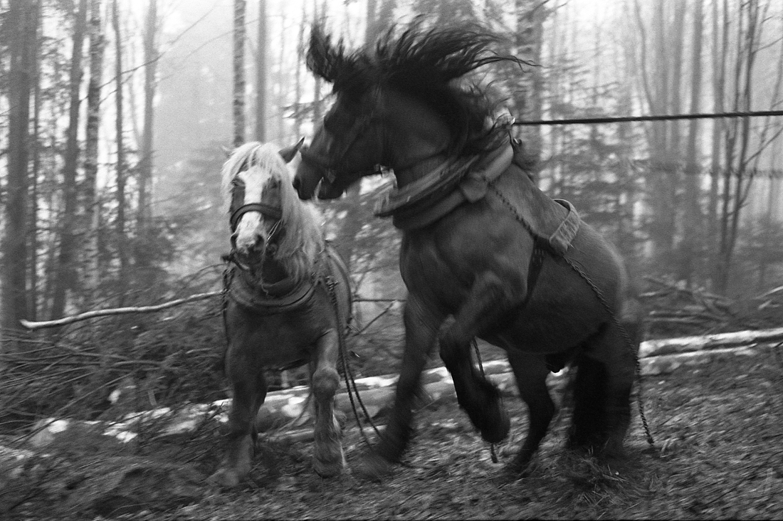 Horses in the forest