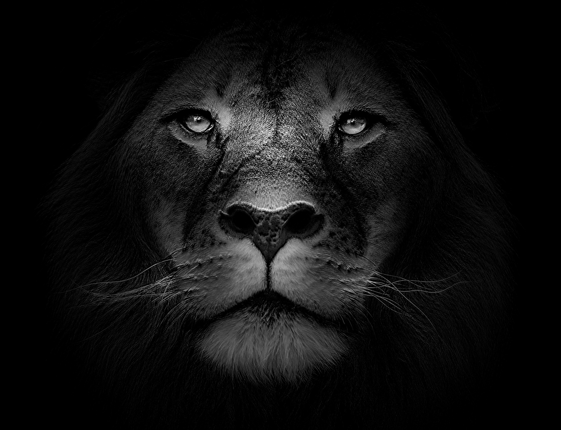 Wild Eyes