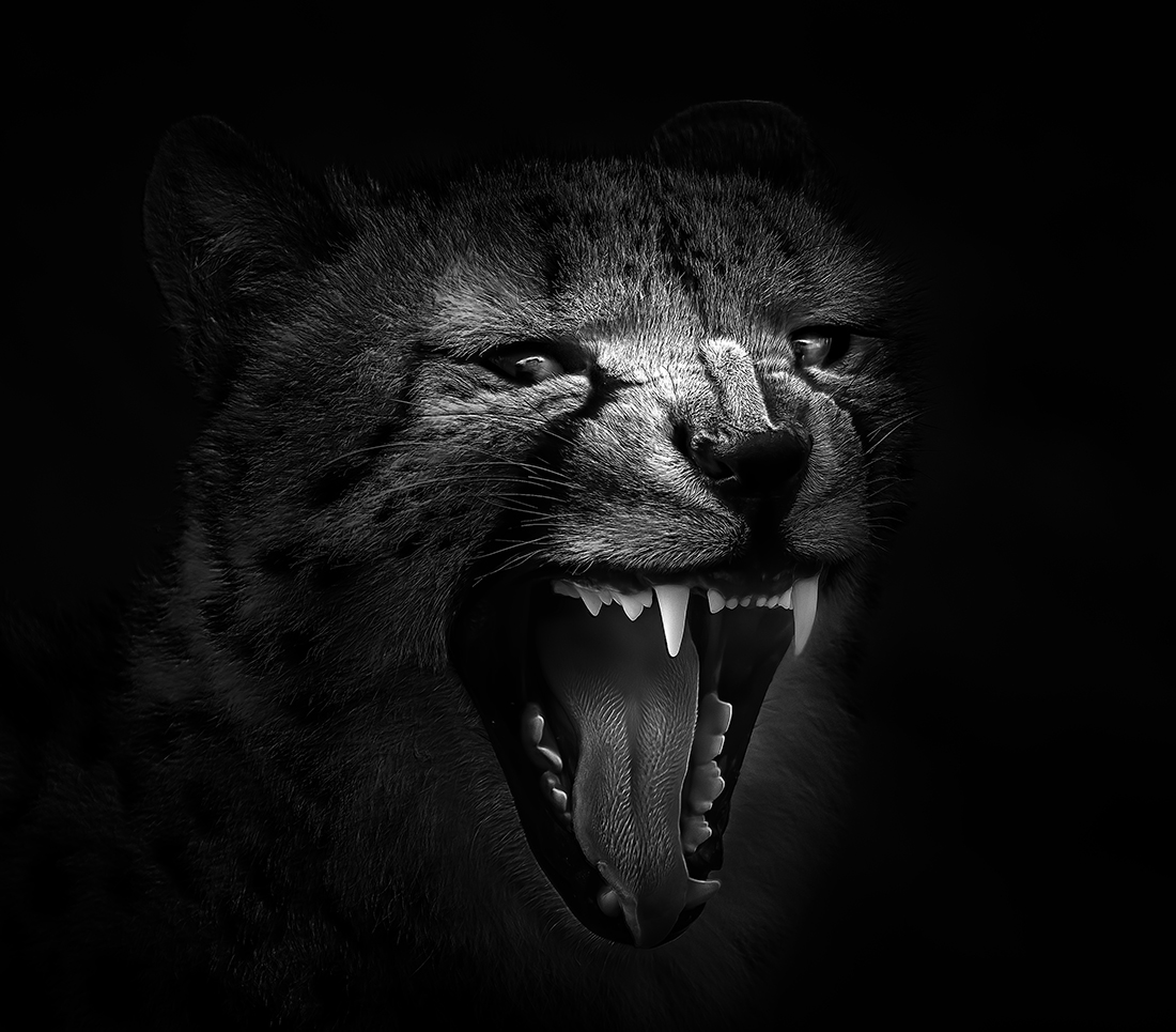 Wild Eyes