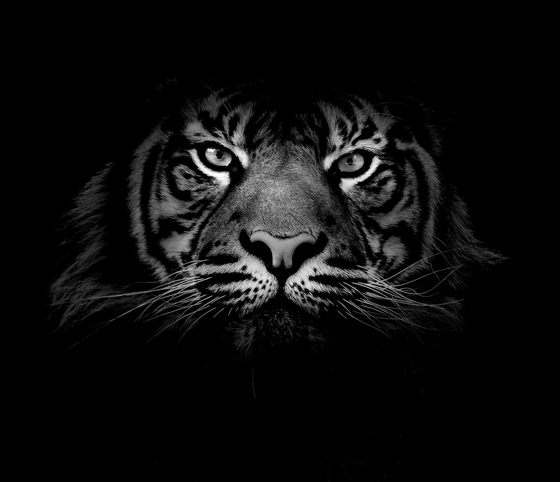 Wild Eyes