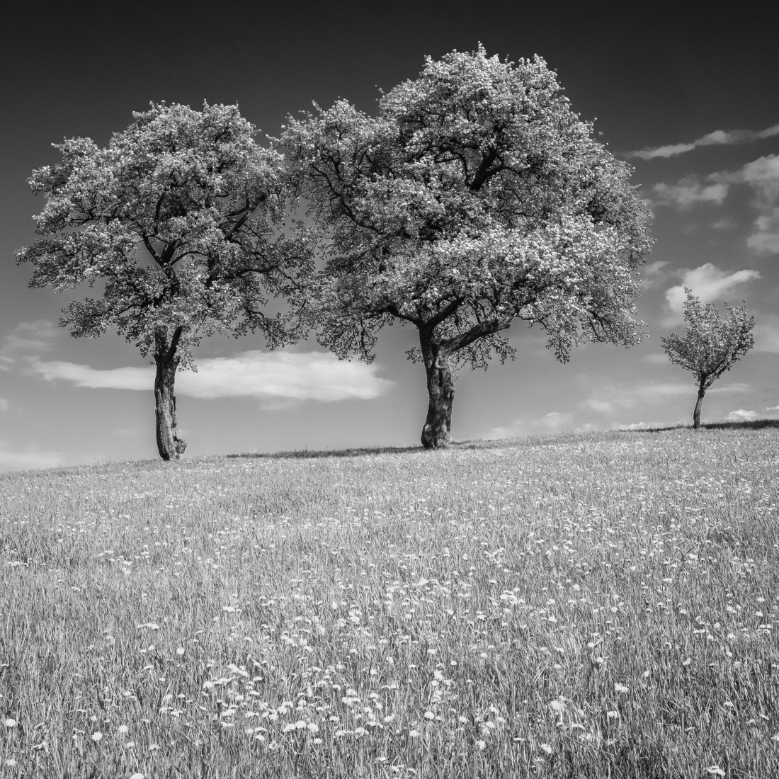 Blooming Pear Trees