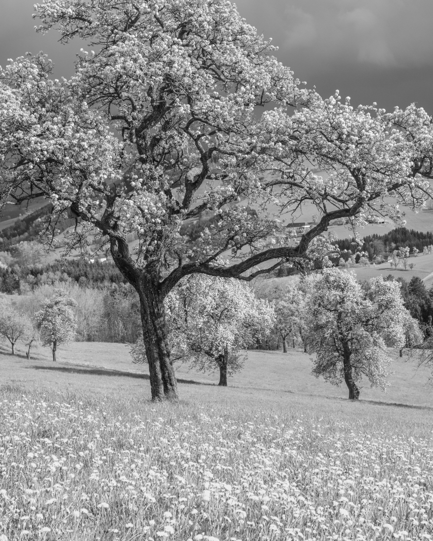 Blooming Pear Trees