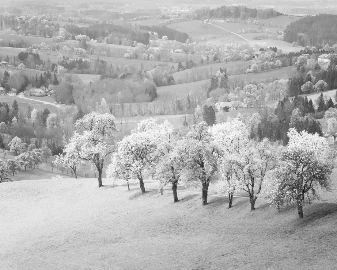 Blooming Pear Trees