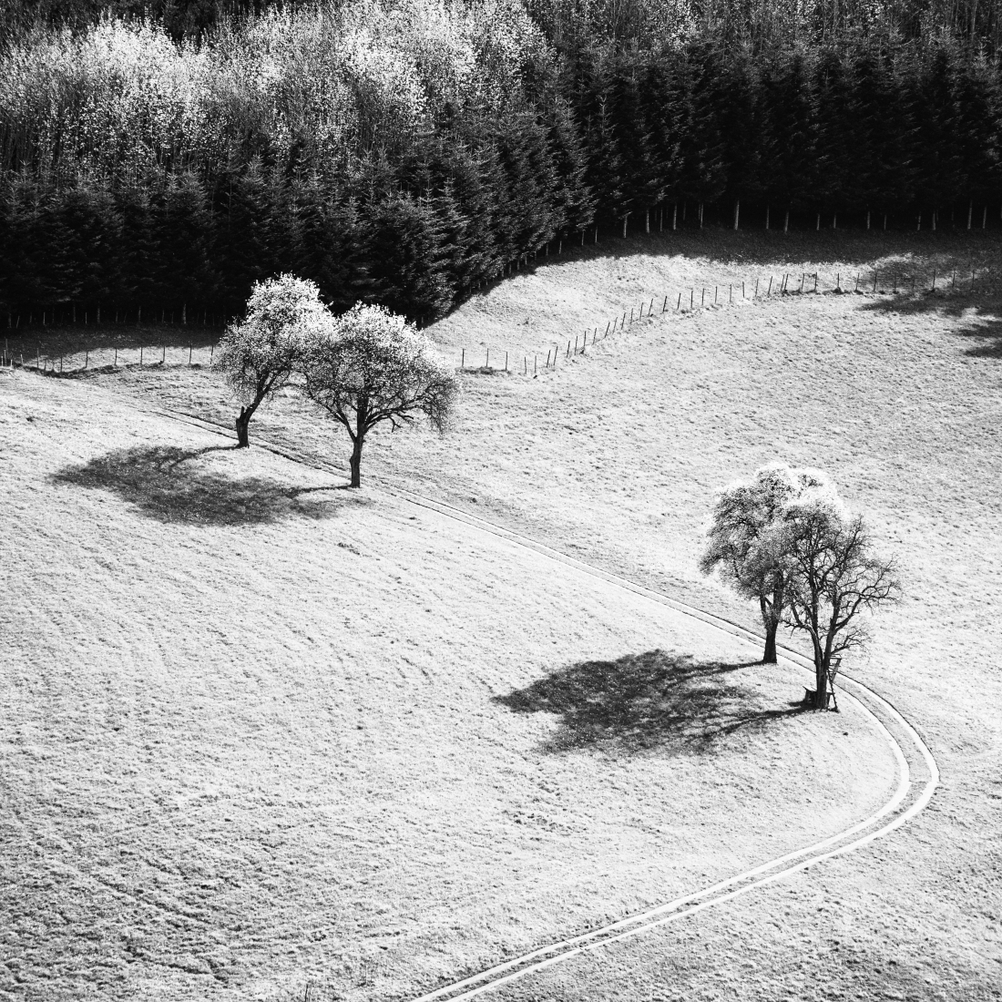 Blooming Pear Trees
