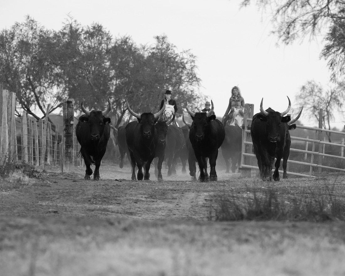 people and land of the Camargue
