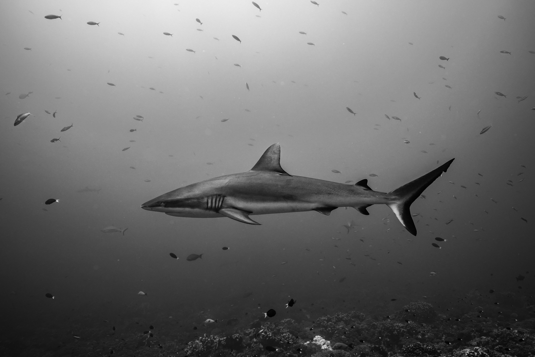 Grey reef shark
