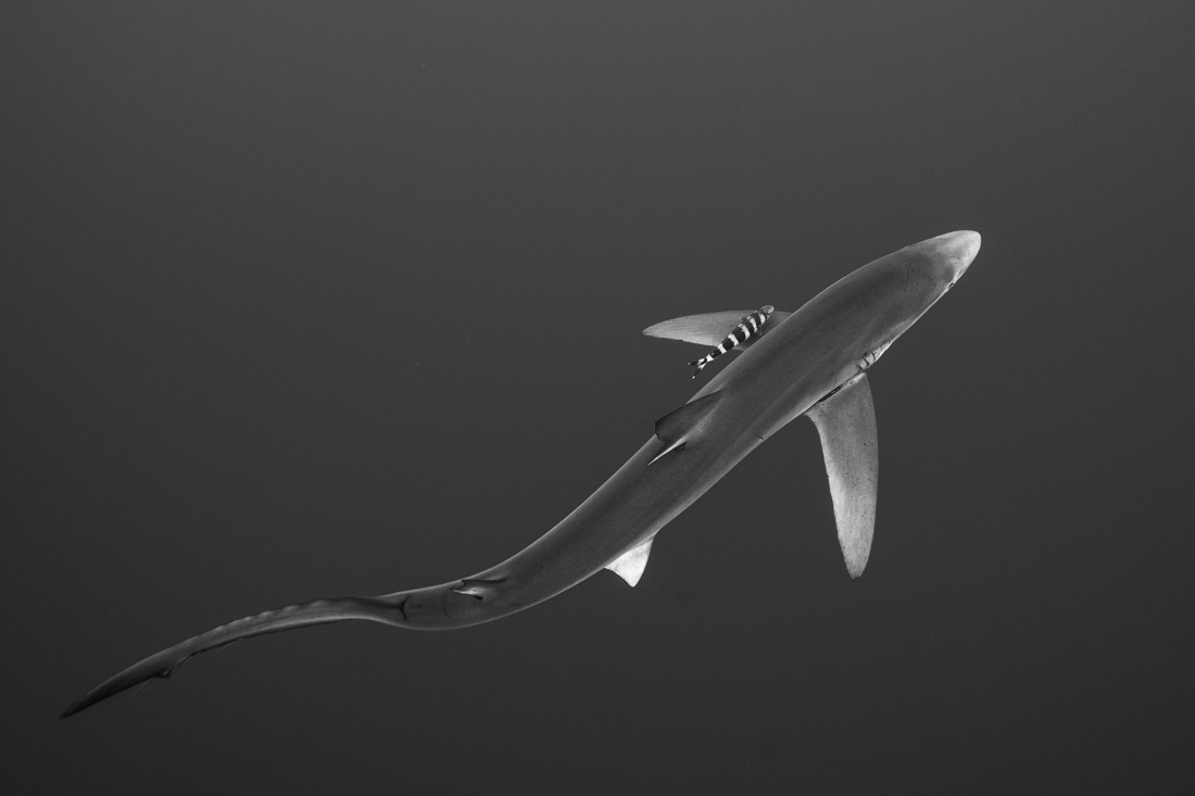 Blue Shark 