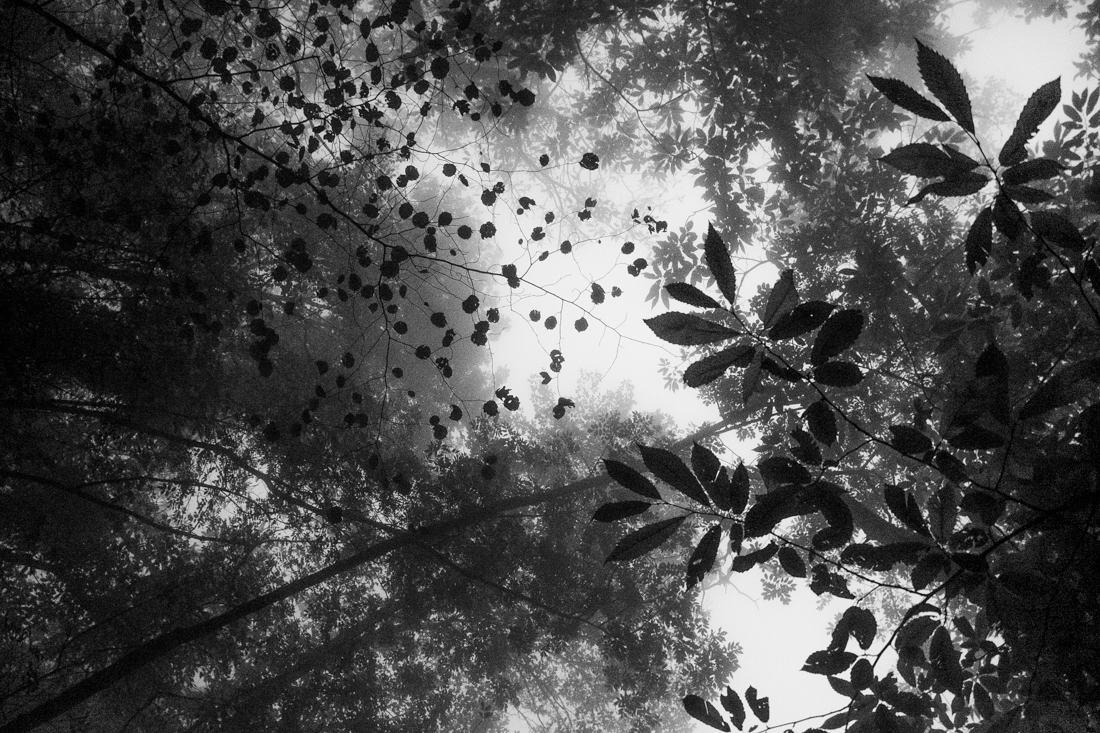 Into a Forest's Breath