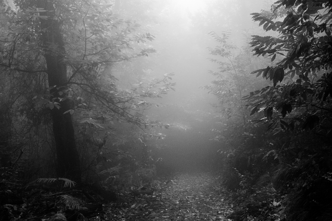 Into a Forest's Breath