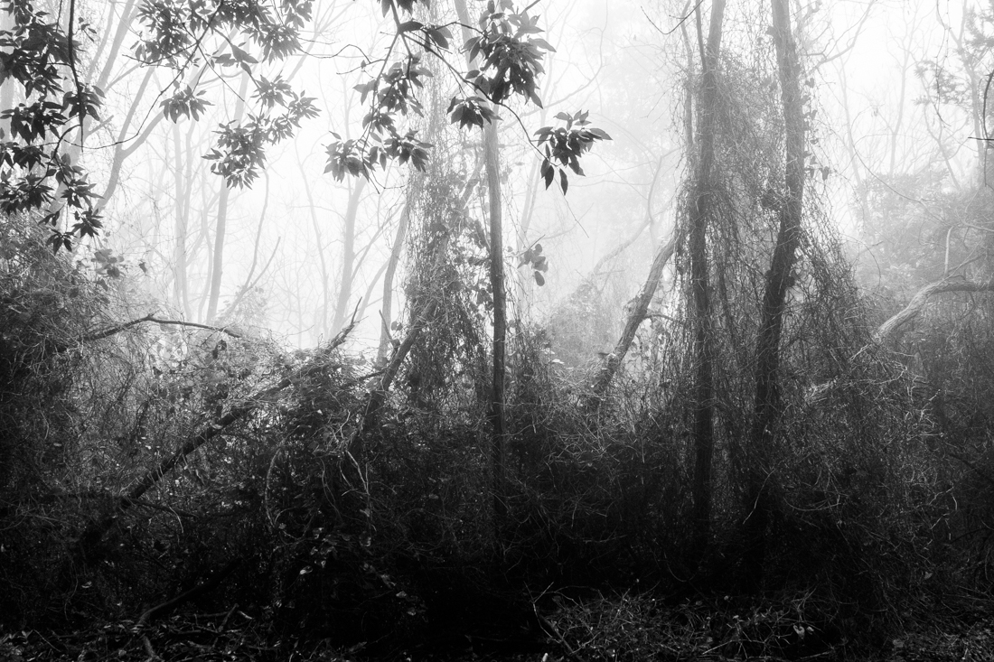 Into a Forest's Breath