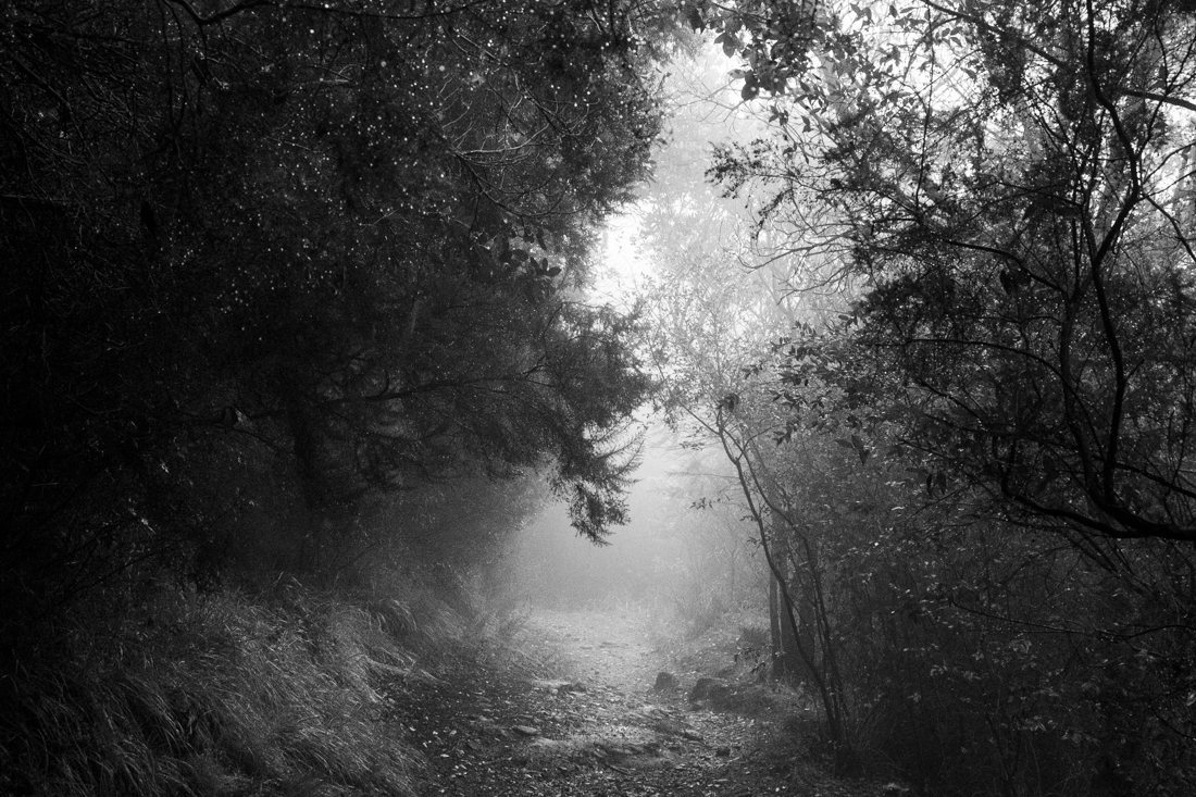 Into a Forest's Breath