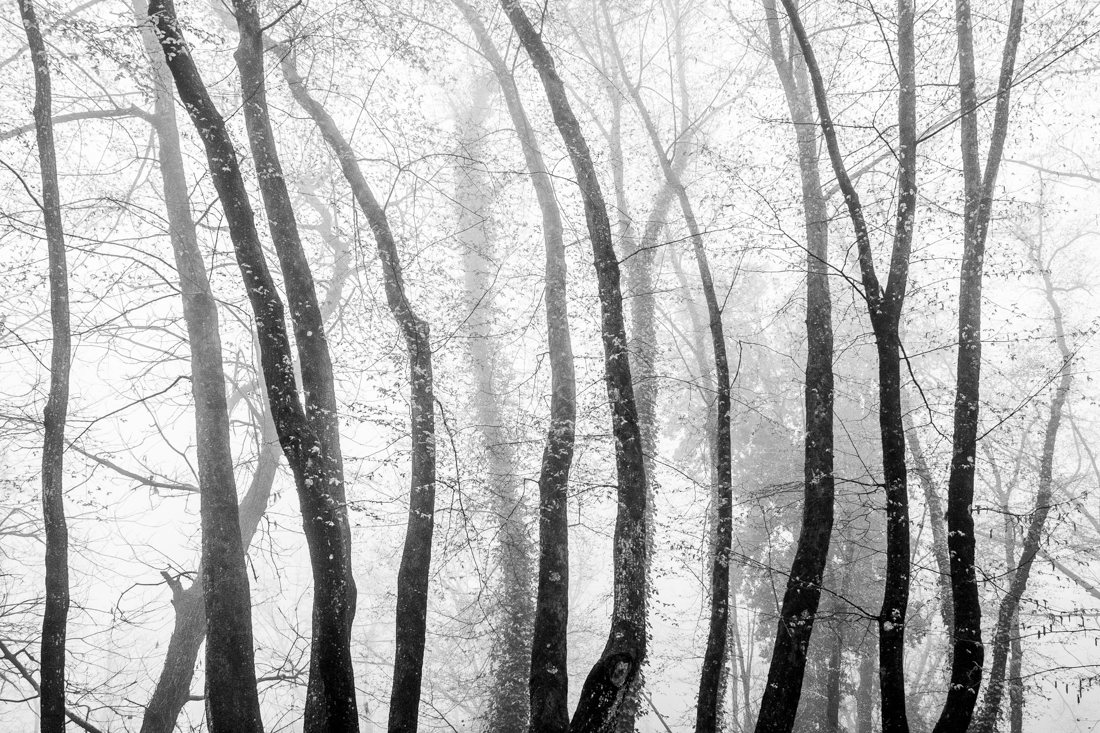 Into a Forest's Breath