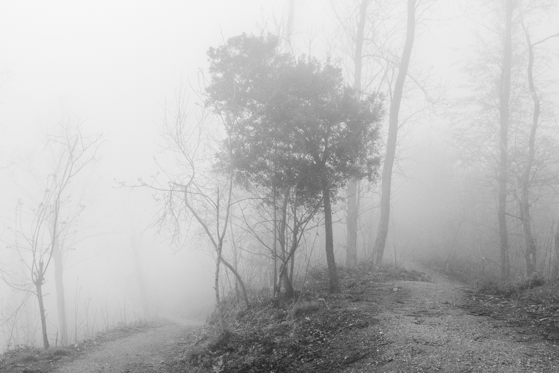 Into a Forest's Breath