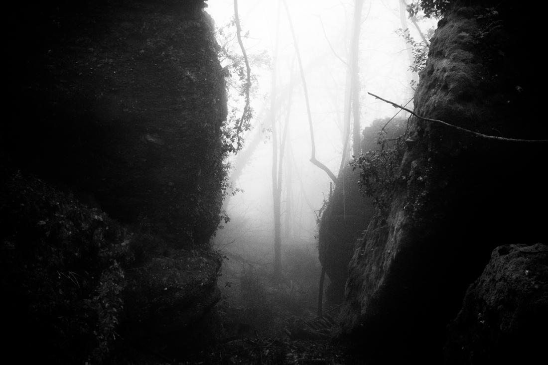 Into a Forest's Breath