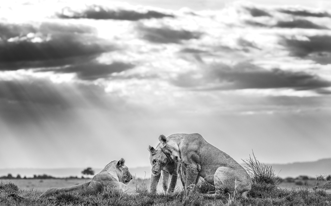 Lions of the Light