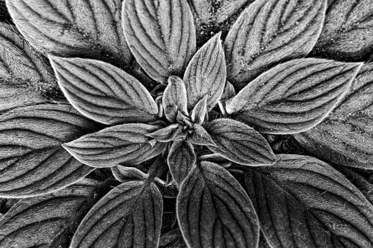 Plant Life