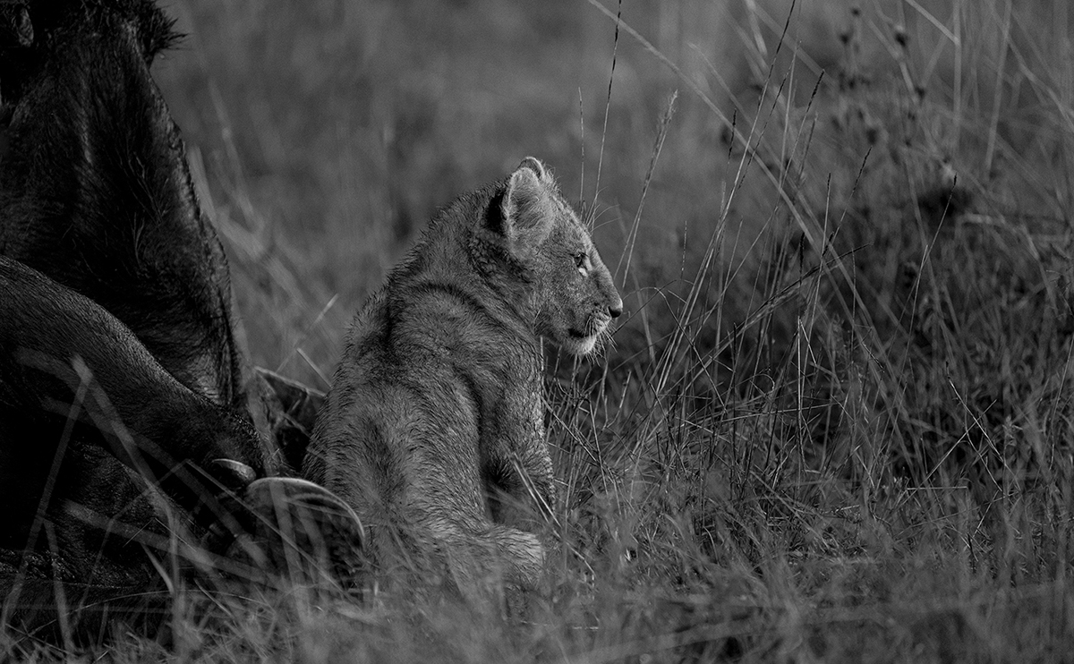 Kenya Safari in B&W