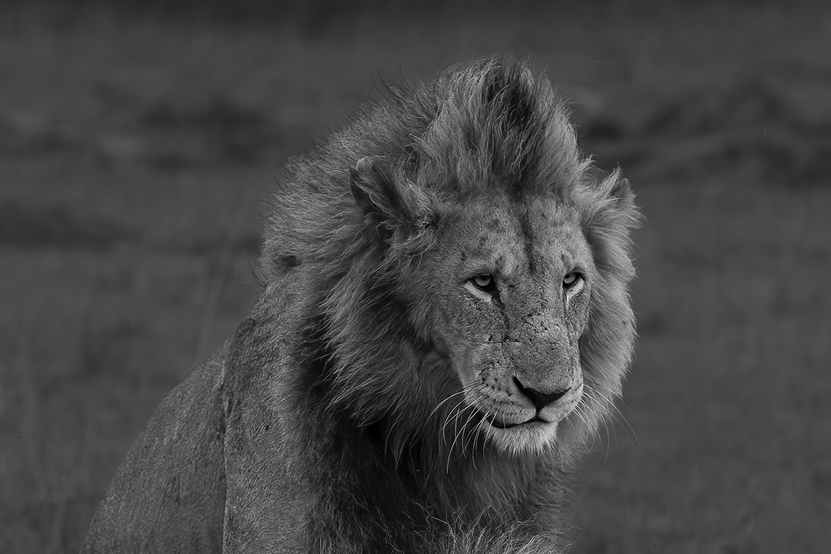 Kenya Safari in B&W