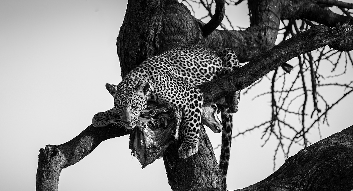 Kenya Safari in B&W