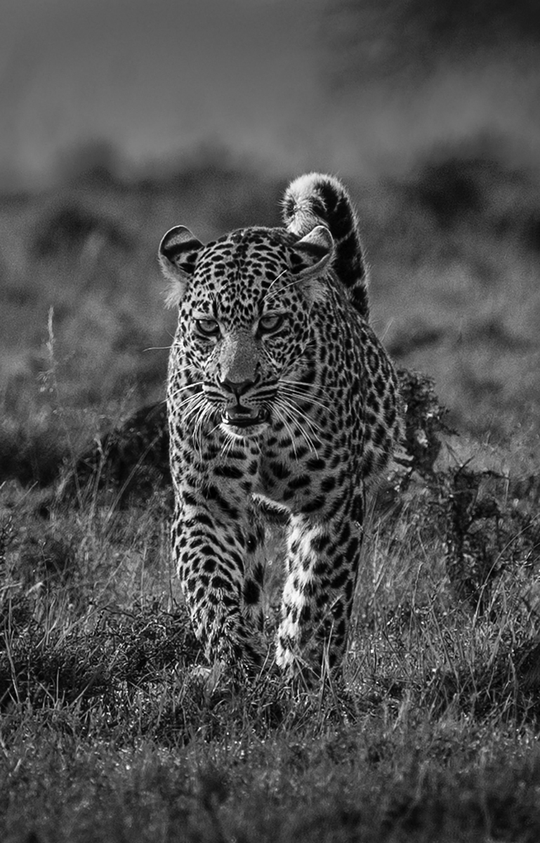 Kenya Safari in B&W