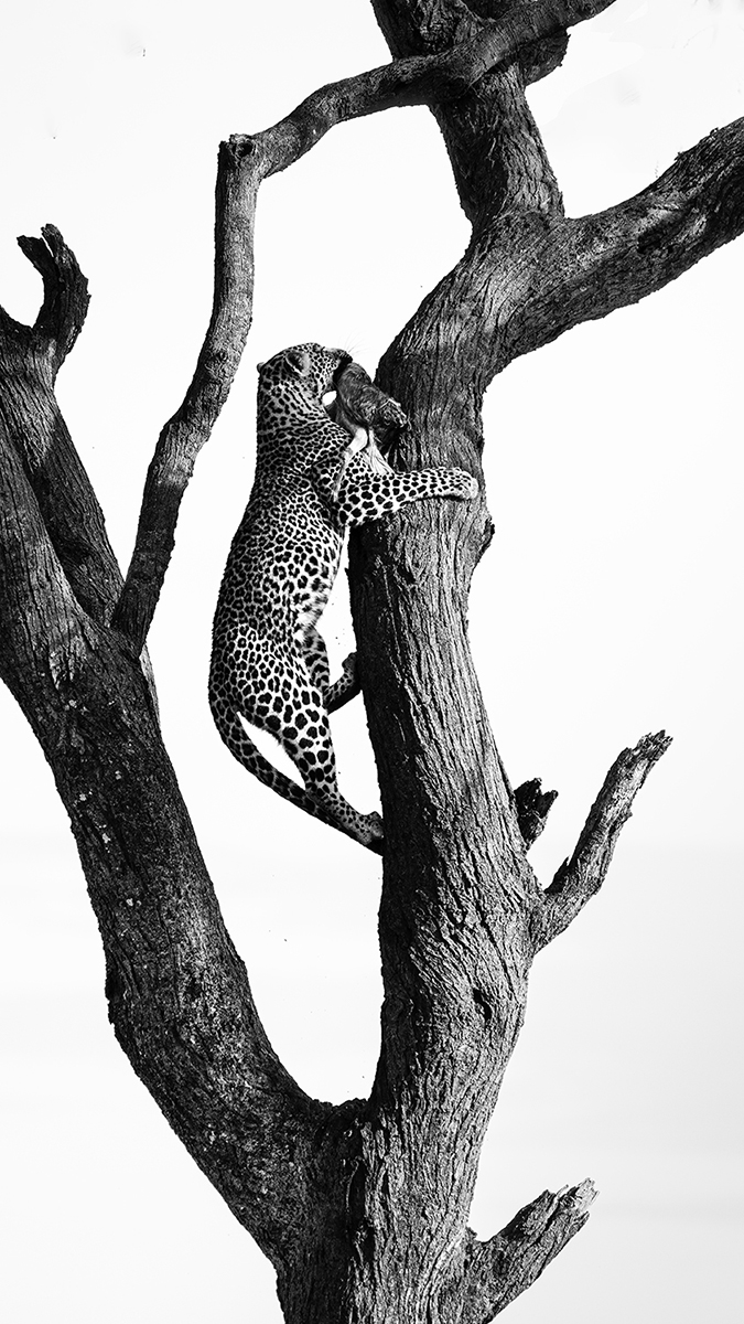 Kenya Safari in B&W
