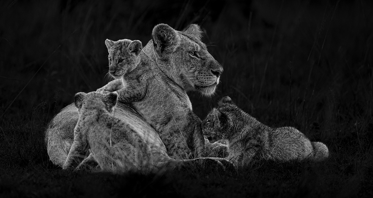 Kenya Safari in B&W