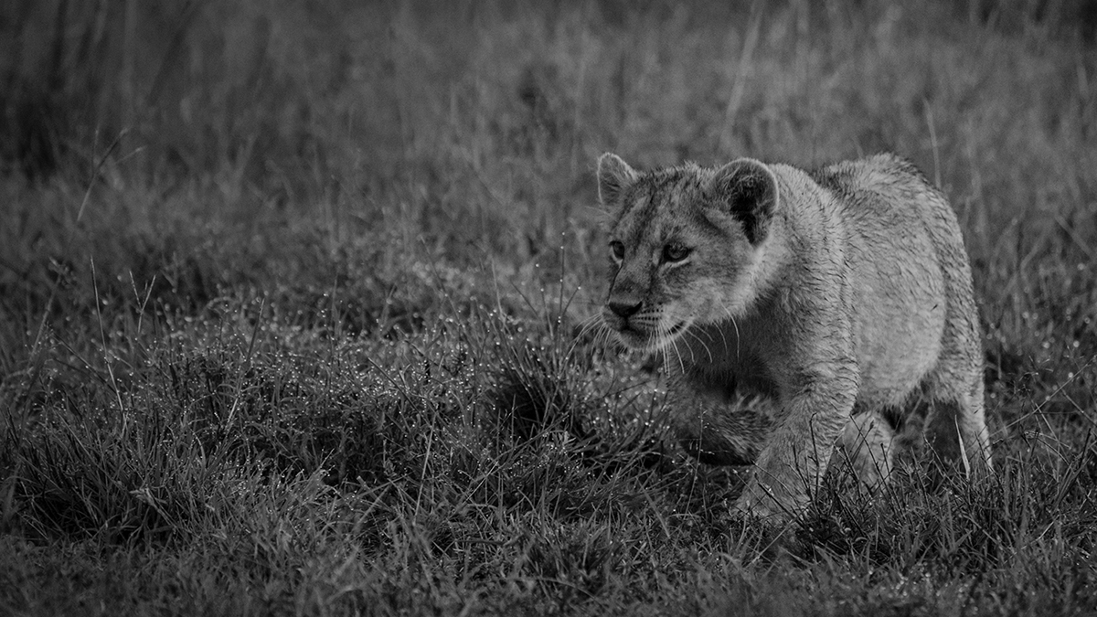 Kenya Safari in B&W