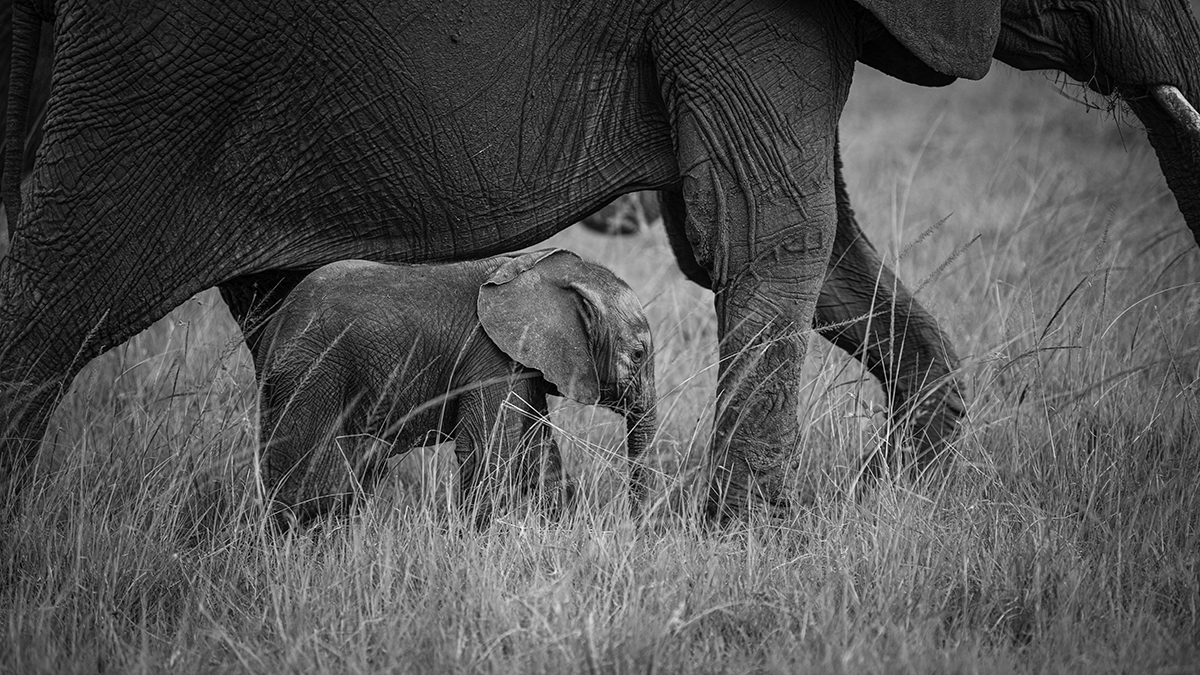 Kenya Safari in B&W