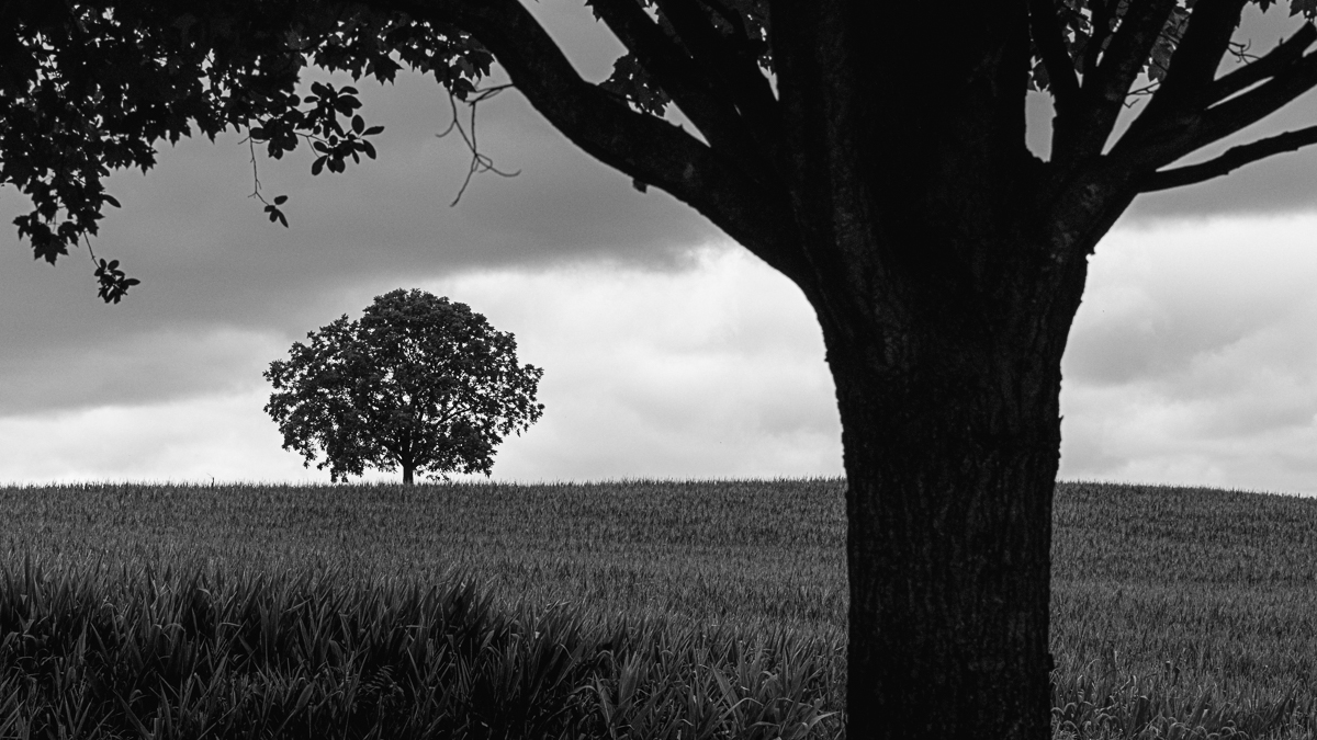 Trees in the Valley