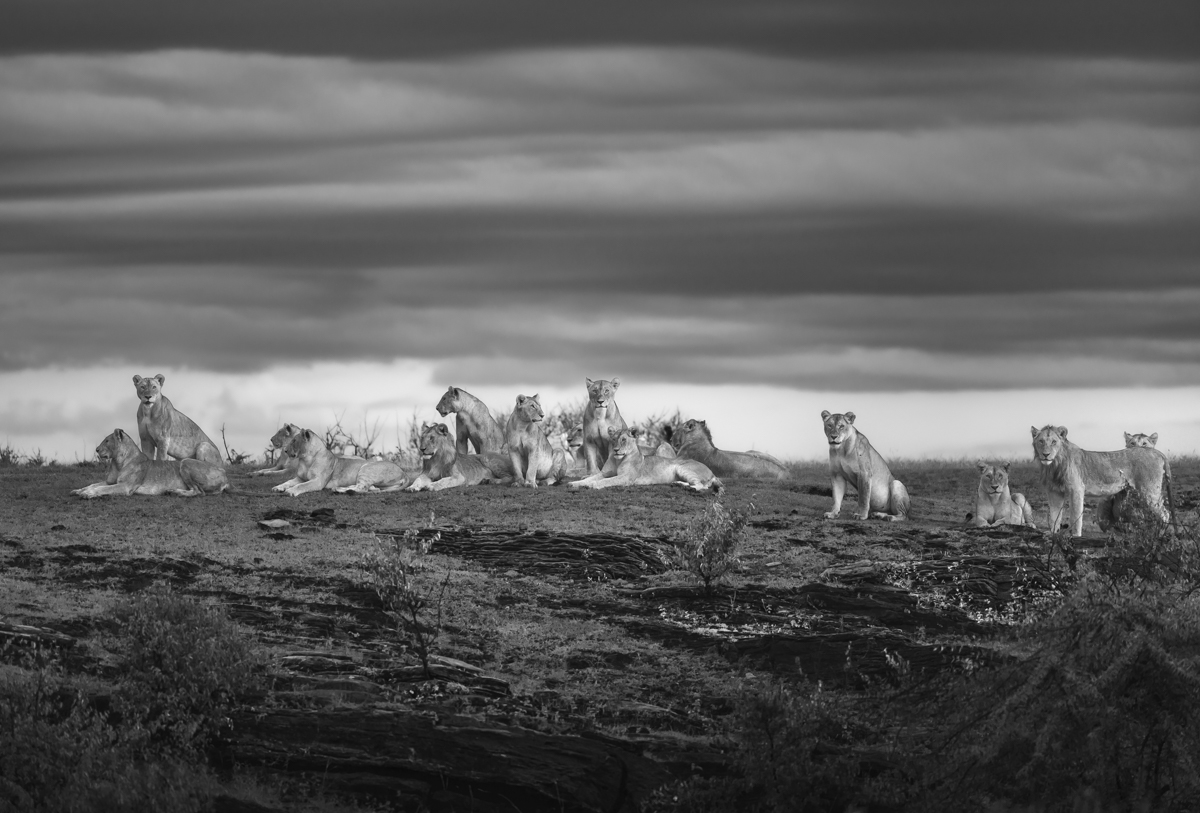 Queens Of Mara 
