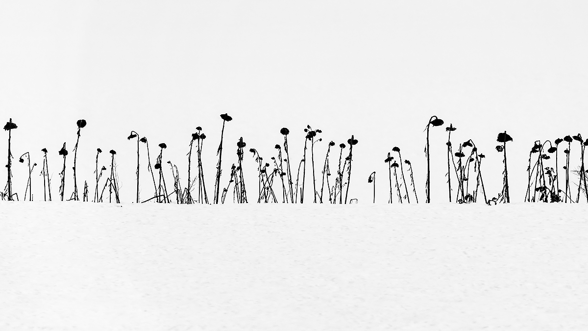 Sunflowers in the snow
