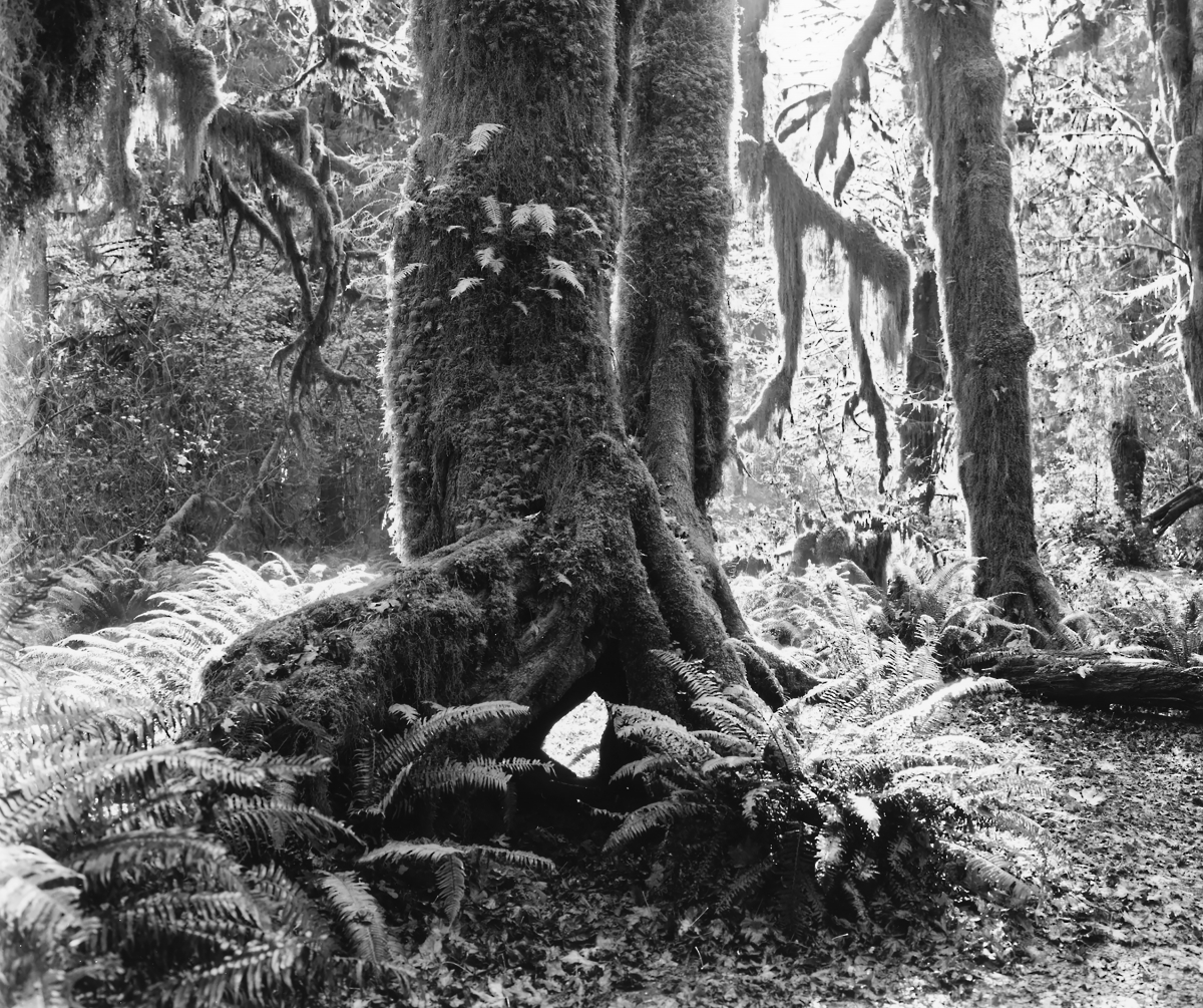 Large Format Silver Gelatin Prints