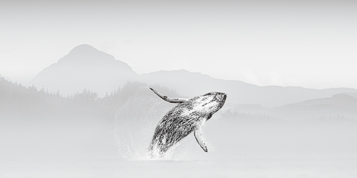 Tranquil Splash