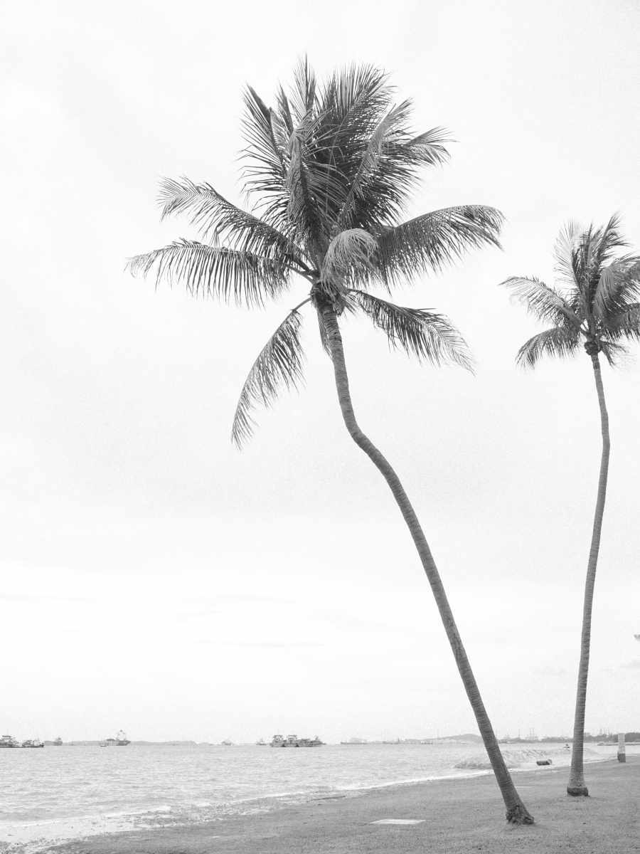 Muted Equator