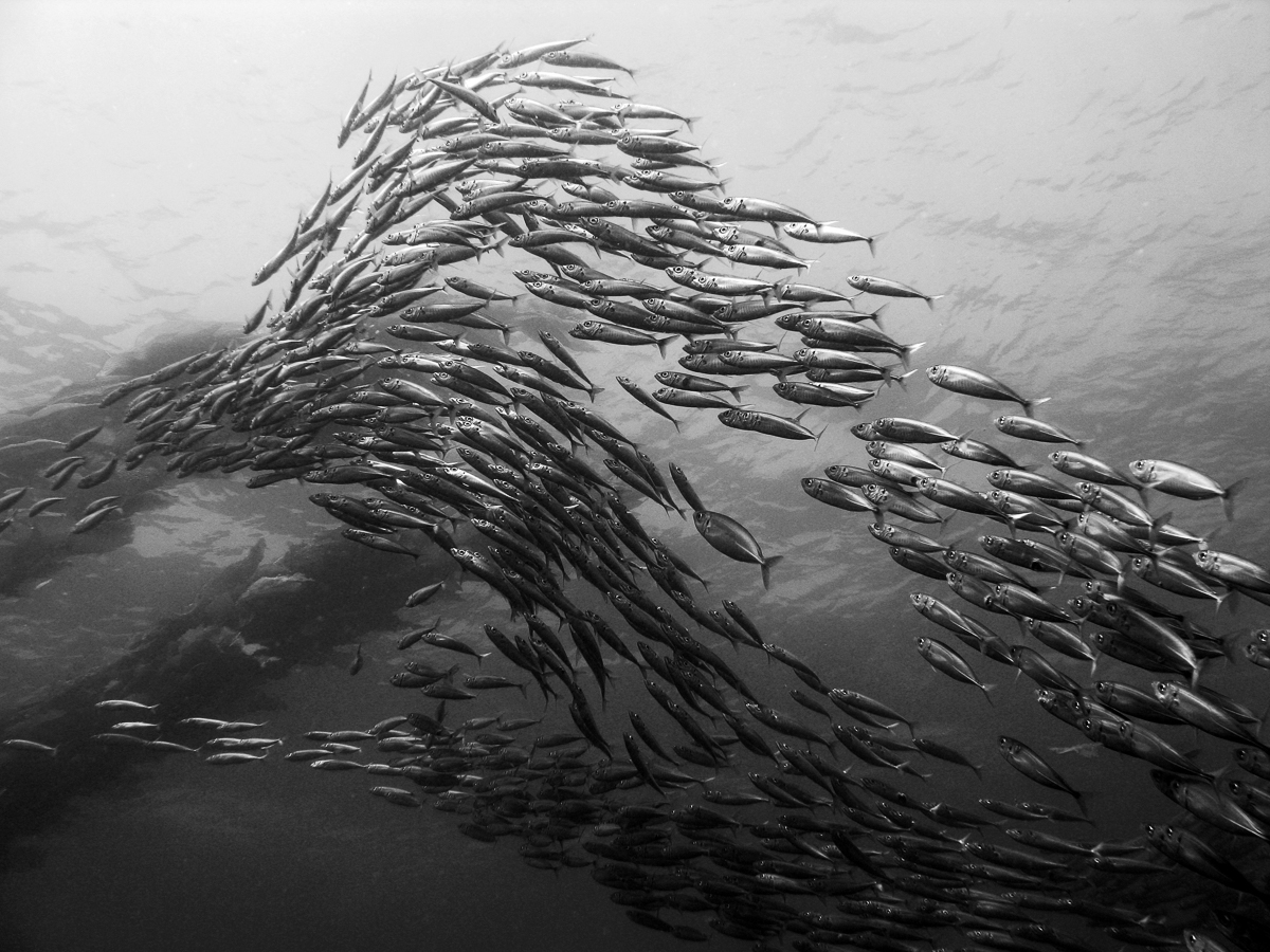 Schooling Fish
